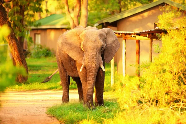 Vild afrikansk elefant — Stockfoto