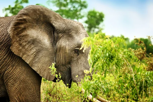 Wild elephant portrait — Stock Photo, Image