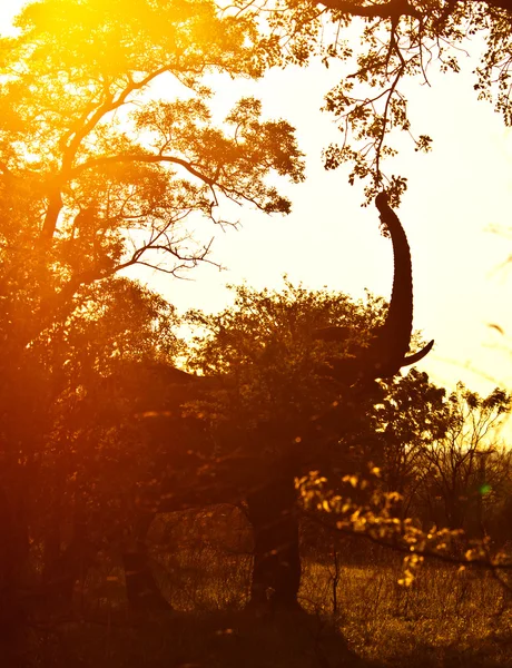 Elefante salvaje africano — Foto de Stock