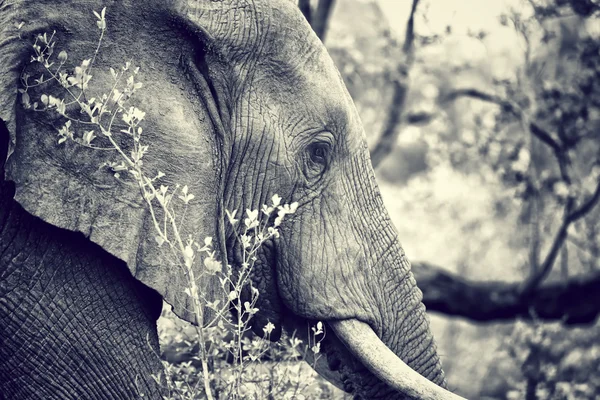 Retrato de elefante selvagem — Fotografia de Stock