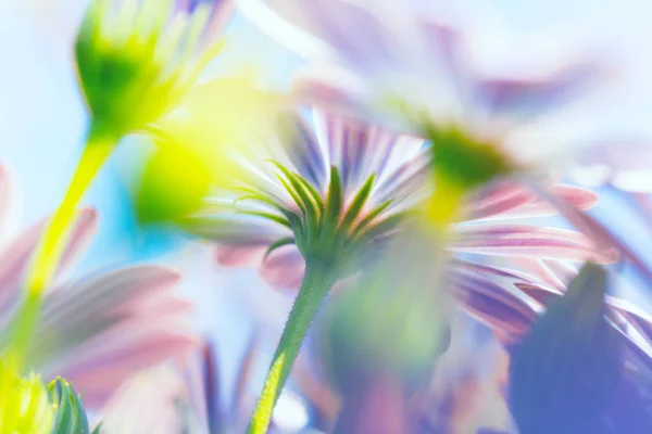 Весняні квіти фону — стокове фото