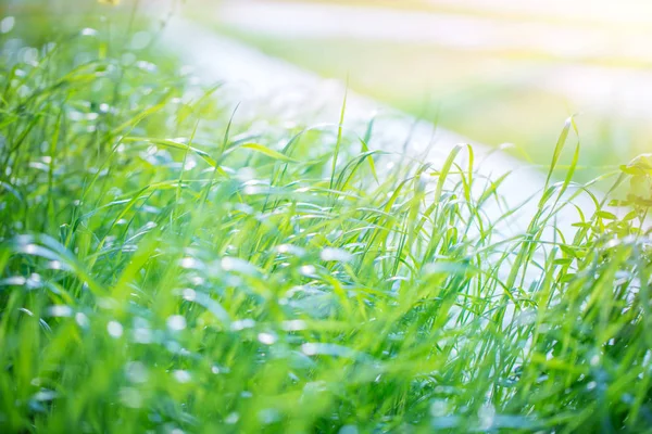 Fundo de grama verde fresco — Fotografia de Stock