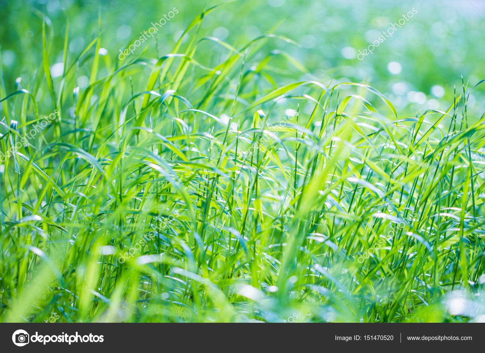 新緑の草の背景 ストック写真 C Anna Om