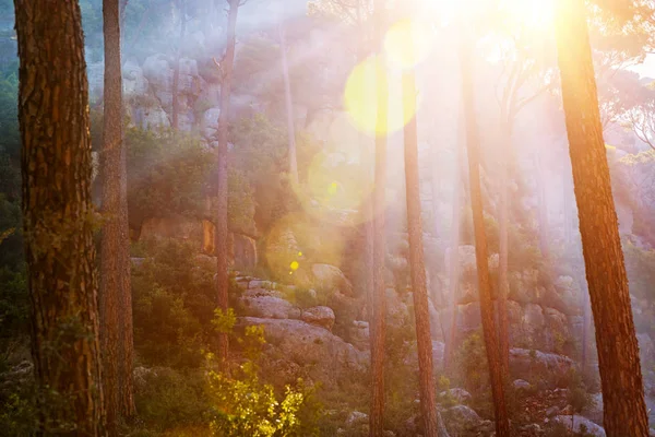 Wald im Sonnenuntergang — Stockfoto