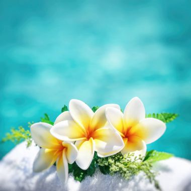 güzel frangipani çiçekler