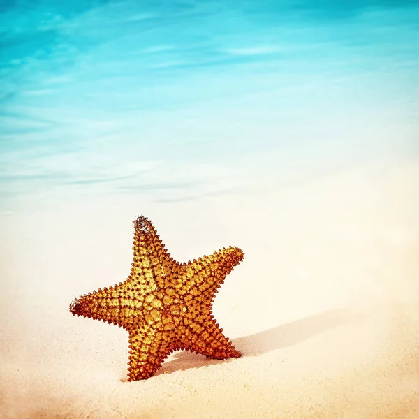 Bella stella marina sfondo — Foto Stock