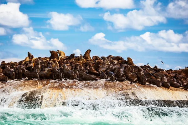 Vad oroszlánfókák a szigeten — Stock Fotó