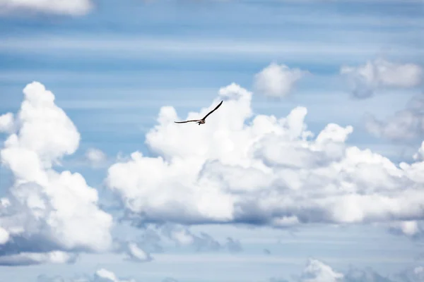 Burung di langit — Stok Foto