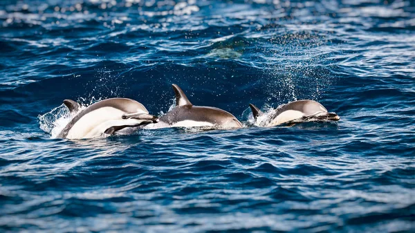 Три прекрасных дельфина — стоковое фото