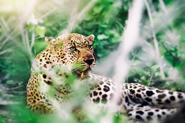 Hermoso leopardo salvaje — Foto de Stock