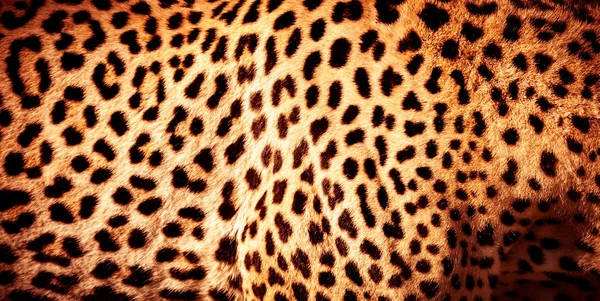 Bela pele de leopardo fundo — Fotografia de Stock