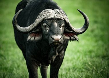 Güzel buffalo portre