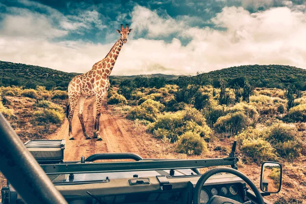 Wildlife african safari — Stock Photo, Image