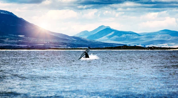 Whale tail in the ocean — Stock Photo, Image