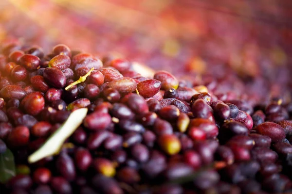 Fondo de aceitunas negras —  Fotos de Stock