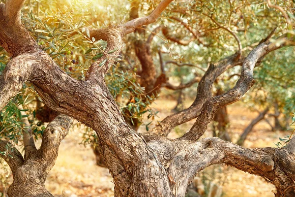 Zeytin ağaçları Bahçe — Stok fotoğraf