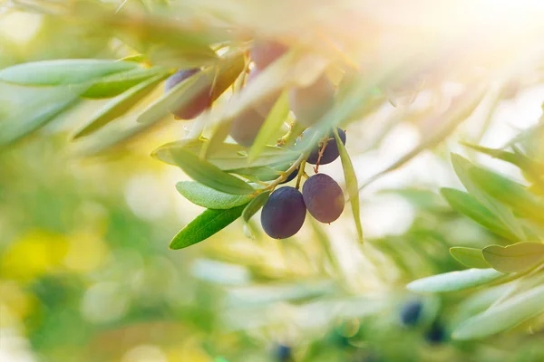 Olive tree background — Stock Photo, Image