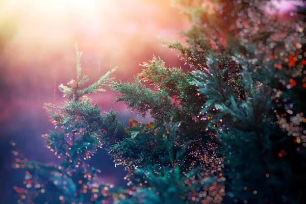 Pino en la luz del atardecer —  Fotos de Stock