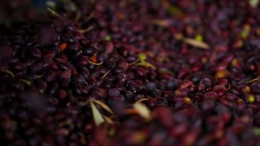 Siyah Zeytin üretimi. Dolu Hd Video