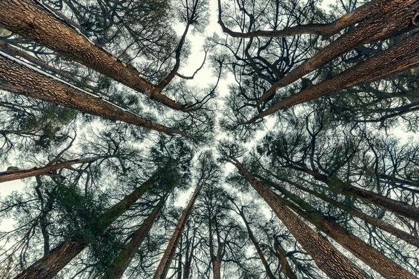 Cedars ağaçları orman arka plan — Stok fotoğraf