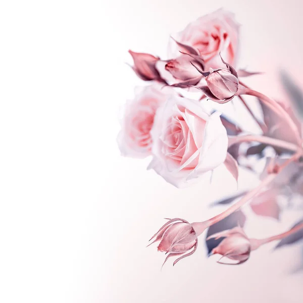 Beautiful soft roses — Stock Photo, Image