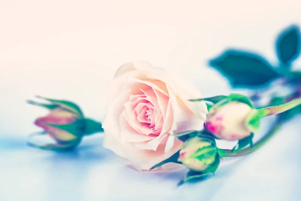 Lágy rózsaszín rózsák — Stock Fotó