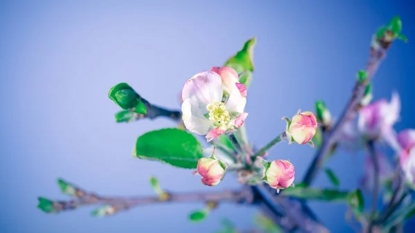 Sanfte Apfelbaumblüten — Stockfoto
