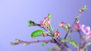 Elma ağacı çiçek açmış. Dolu Hd Video