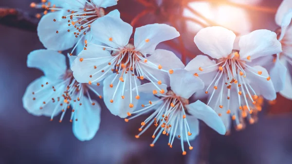 盛开的樱花树 — 图库照片