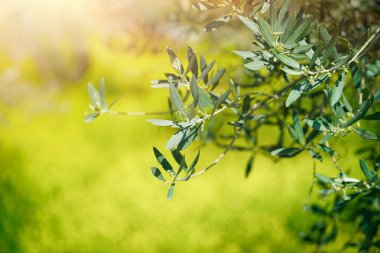 Taze yeşil zeytin ağacı dalları
