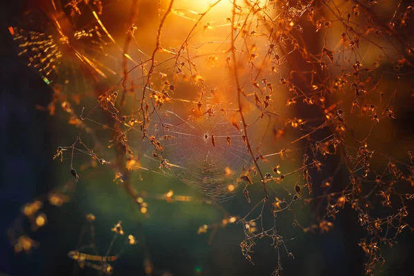 Spinnennetz im Wald — Stockfoto