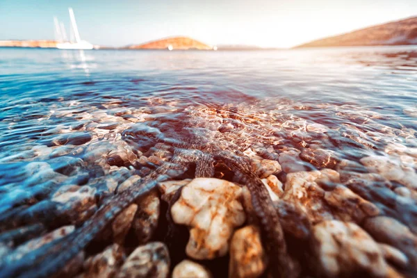 Krake im Meer — Stockfoto