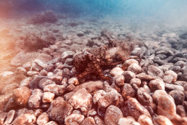 Étoile de mer sur le fond pierreux — Photo