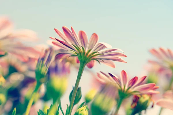 Campo de flores margarida — Fotografia de Stock