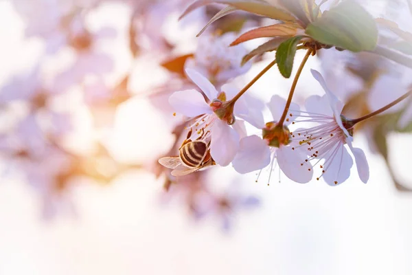 La abeja poliniza la cereza de primavera — Foto de Stock