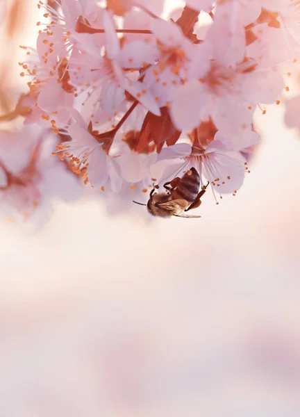 Little bee on the blooming cherry tree