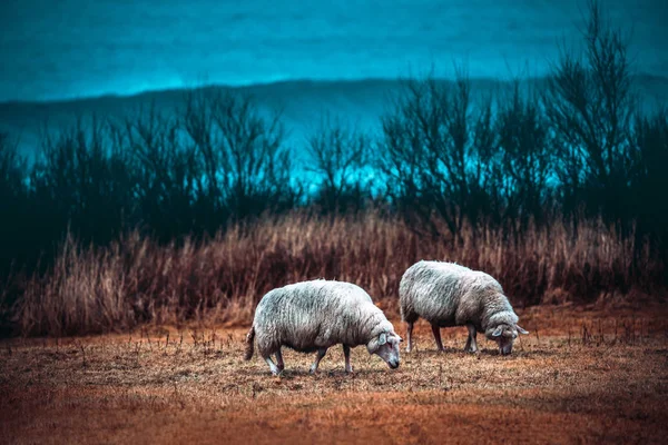 İki koyun otlatma sahada — Stok fotoğraf