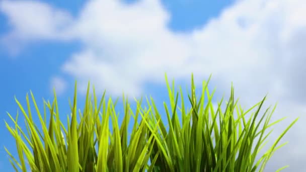 Time Lapse Photo Fresh Green Grass Backdrop Rapidly Running Sky — Stock Video