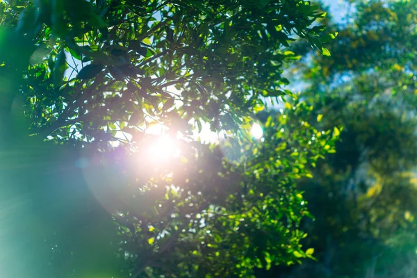 Verse groene boom gebladerte — Stockfoto