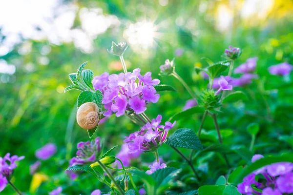 Campo de flores selvagens — Fotografia de Stock