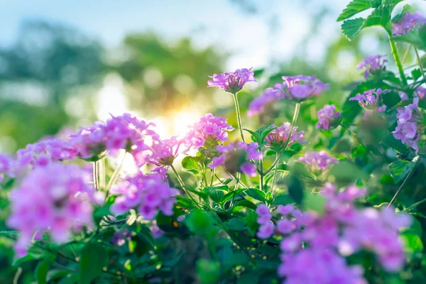 Hermosas flores púrpuras — Foto de Stock