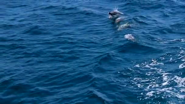 바다에서의 화려한 돌고래가 풀 Hd 비디오 — 비디오