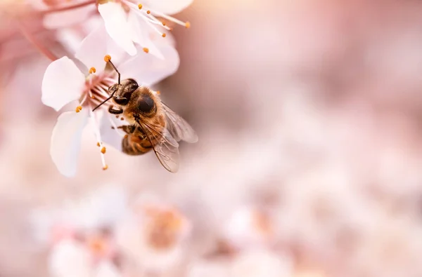 Little bee on blooming cherry — Stock Photo, Image