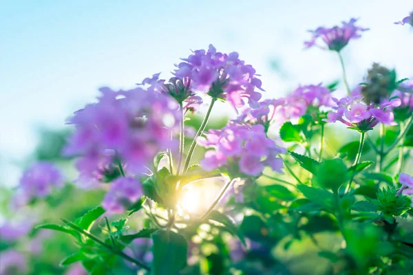 Mooie lentebloemen — Stockfoto