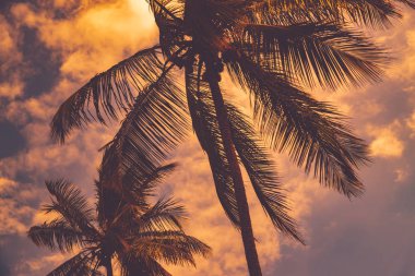 Palmiye ağaçları günbatımı gökyüzü arka plan üzerinde