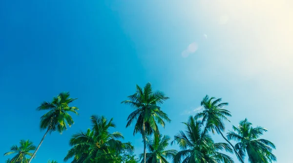 Férias de verão tropicais — Fotografia de Stock