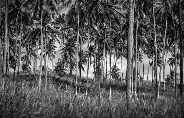 Palm bomen plantage — Stockfoto