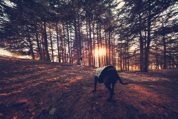 Sonbahar ormanında köpek gezdiriyorum. — Stok fotoğraf