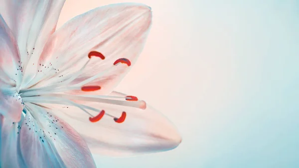 Linda flor de lírio — Fotografia de Stock