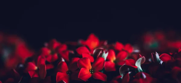 赤い花のパノラマの国境 — ストック写真